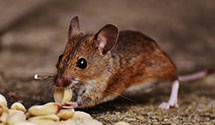 24 Hour & Emergency Exterminators in South Brunswick, NC
